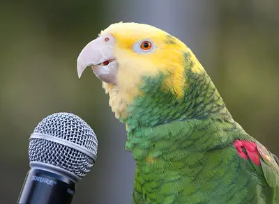 How to Train a Parrot to Talk: A Comprehensive Guide