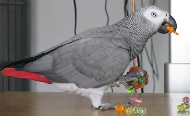 Top 10 Interactive Games for Pet Birds | Parrots & Cockatiels