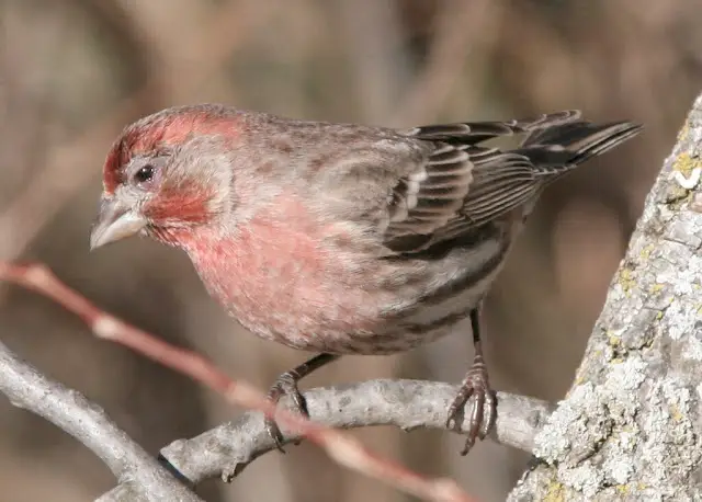 Understanding Common Avian Diseases | Symptoms, Causes, and Prevention