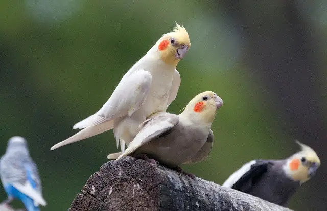 Cockatiel Breeding Guide | How to Breed Cockatiels Successfully at Home