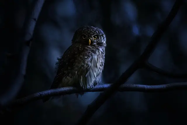 Do Birds Need Darkness to Sleep | Tips for a Peaceful Night