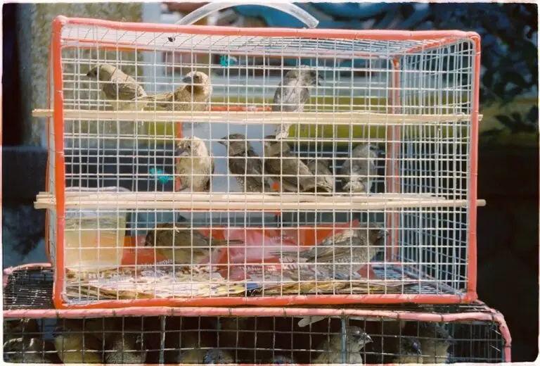 5 Easy Tips for Keeping Your Bird’s Cage Odor-Free