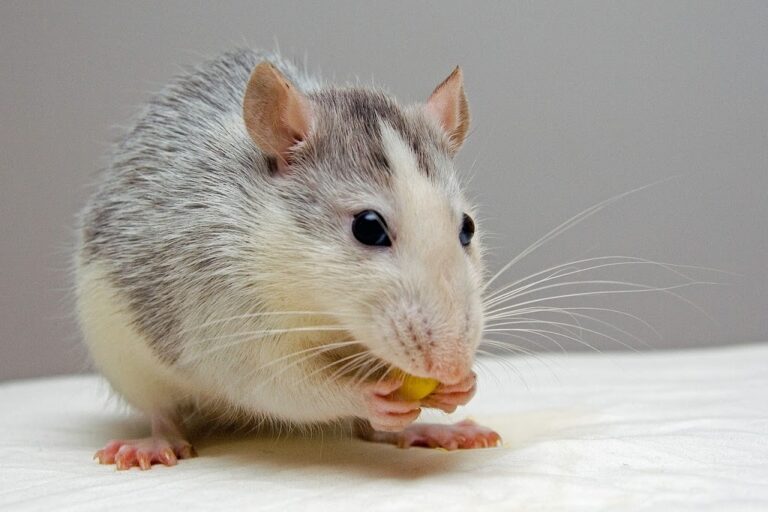 Why Choose a Pet Rat? Benefits of Owning a Smart Companion