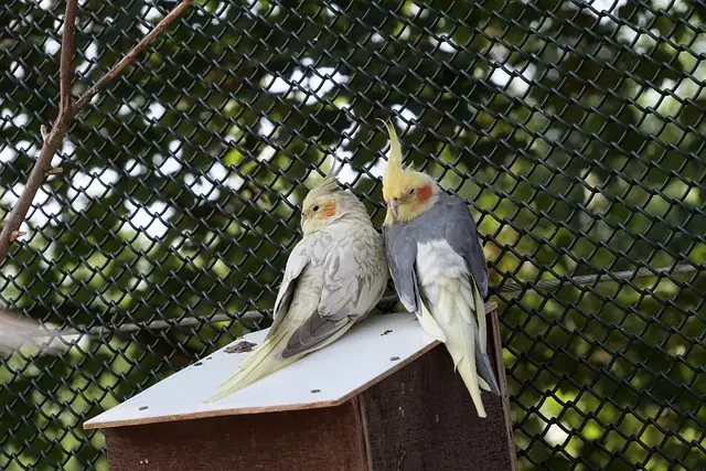 Essential Cockatiel Care Tips for Beginners