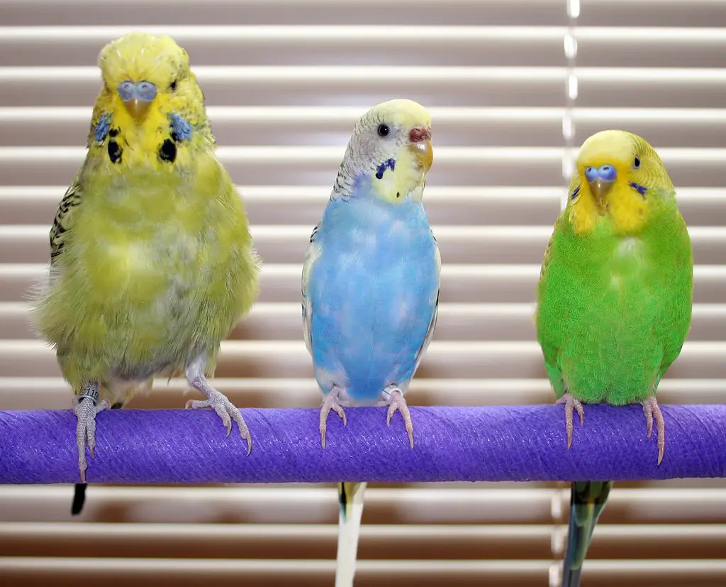 Common Health Issues in Budgies and How to Prevent Them