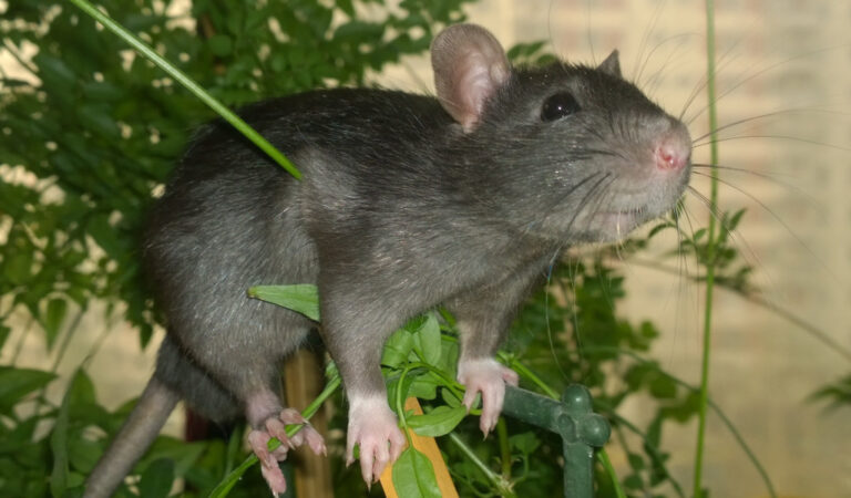 How to Choose a Healthy Pet Rat: Expert Tips