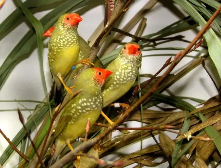 Top 5 Finch Species for Home Aviaries | Care, Characteristics & Best Picks