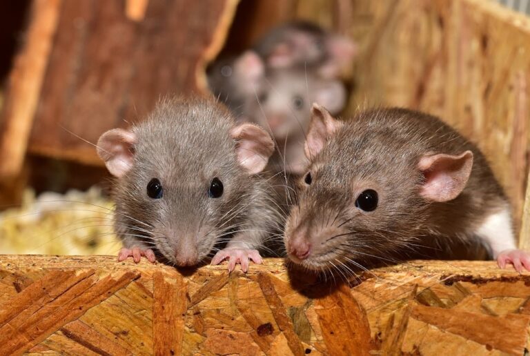 Where to Get a Pet Rat: Breeders, Pet Stores, or Rescues?