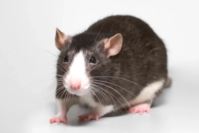 Types of Pet Rats: Fancy, Dumbo, Rex, Hairless, and More.