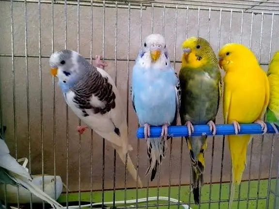 How To Keep Budgie ? Here’s All You Need To Know!