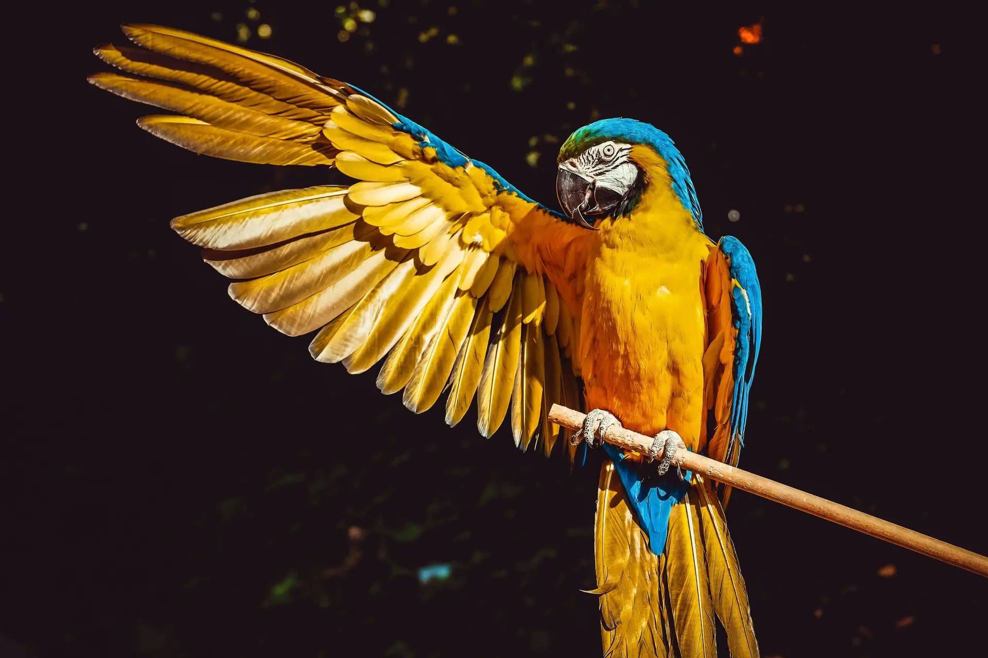 Essential Guide to Exotic Bird Care | Tips for Health, Diet, and Environment