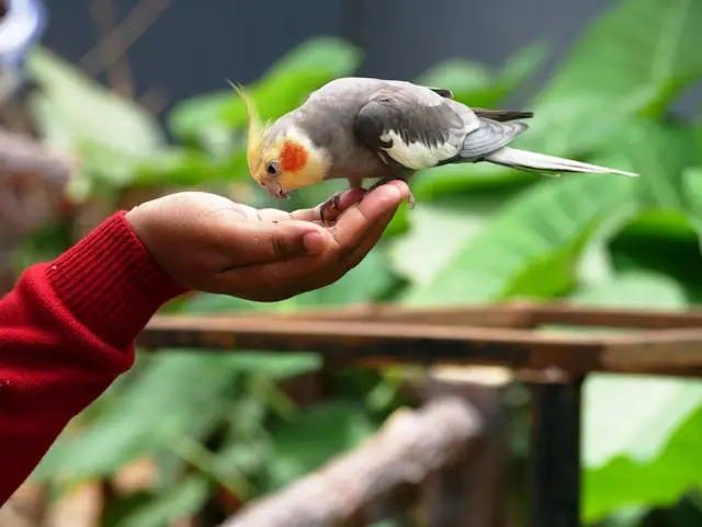 Safe Bird Handling Tips | How to Handle Your Bird for the First Time .