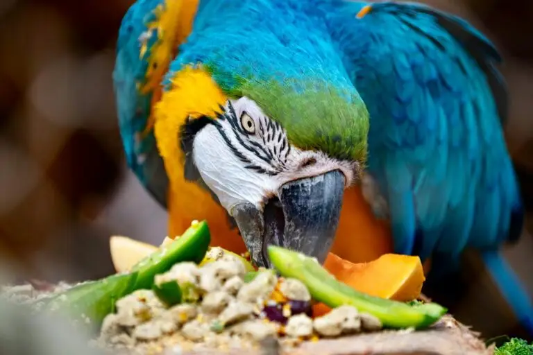 Top 10 Foods For Your Bird’s Diet : Keep Your Bird Healthy .