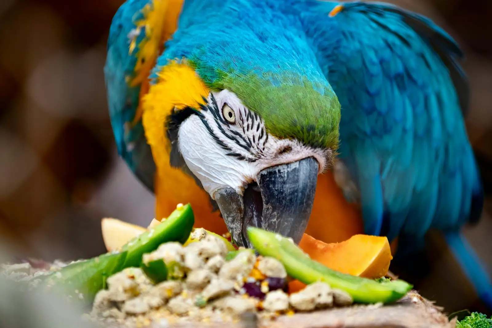 Top 10 Foods For Your Bird’s Diet : Keep Your Bird Healthy .