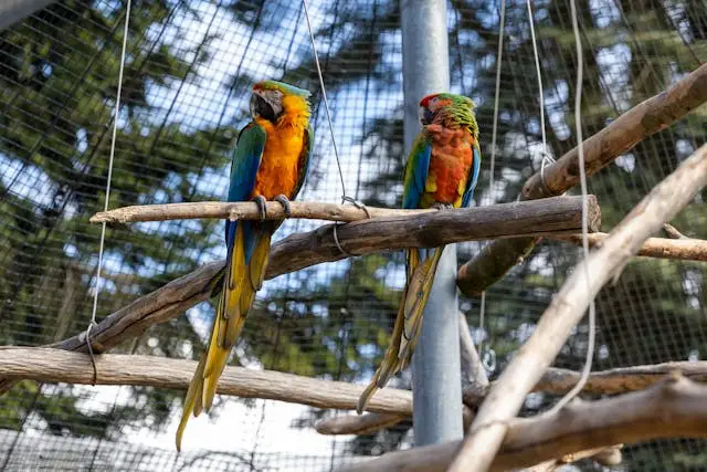 Ultimate Guide for Parrot Care | Housing, Feeding, Breeding & More