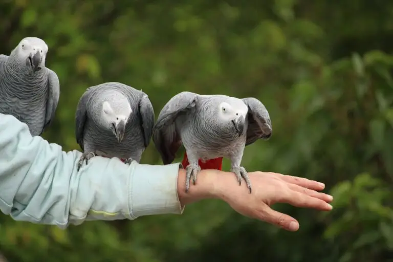 Stories of Bonding with My Parrot | A Journey of Friendship and Trust.