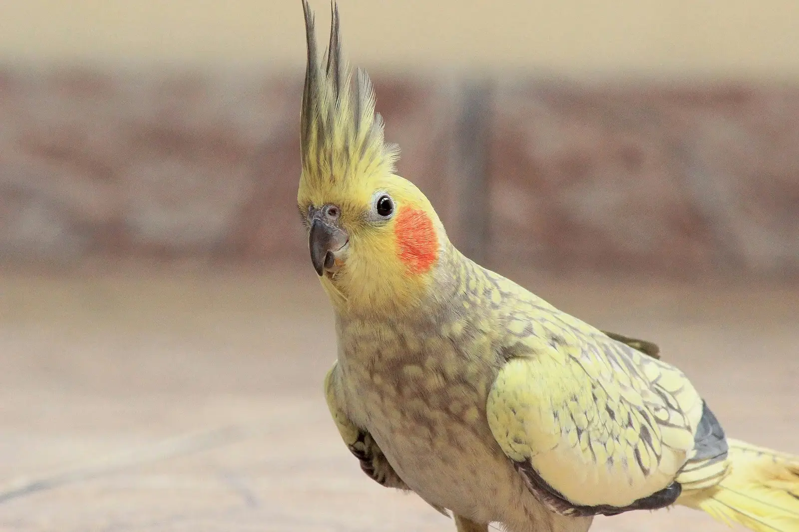 How I Trained My Cockatiel to Dance | A Step-by-Step Guide to  train cockatiel to dance.