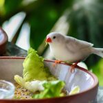 Finch bird eating French food and best foods for finch