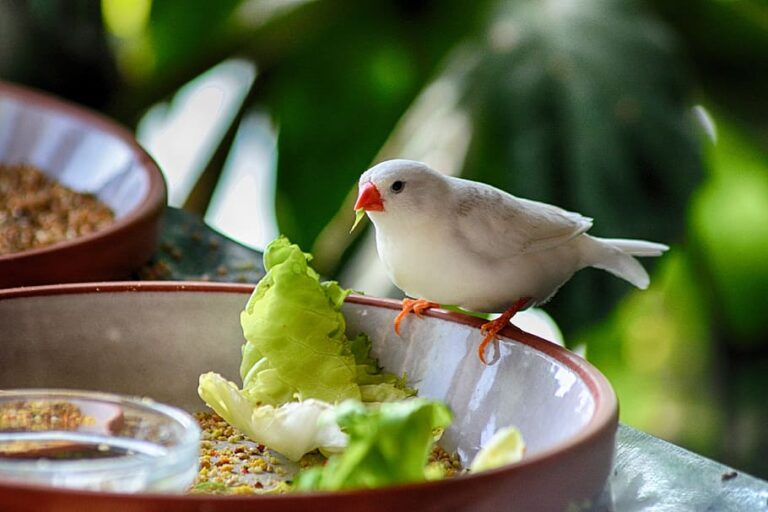 Finch bird eating French food and best foods for finch