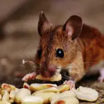 what to feed a rat . Foods for a rat