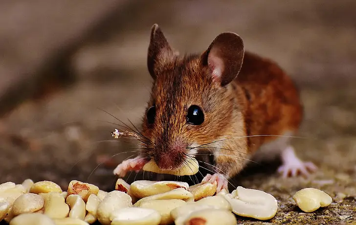 what to feed a rat . Foods for a rat